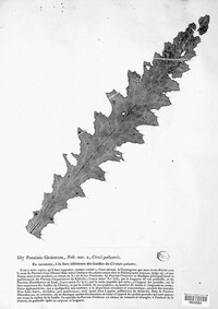 Puccinia cirsiorum image